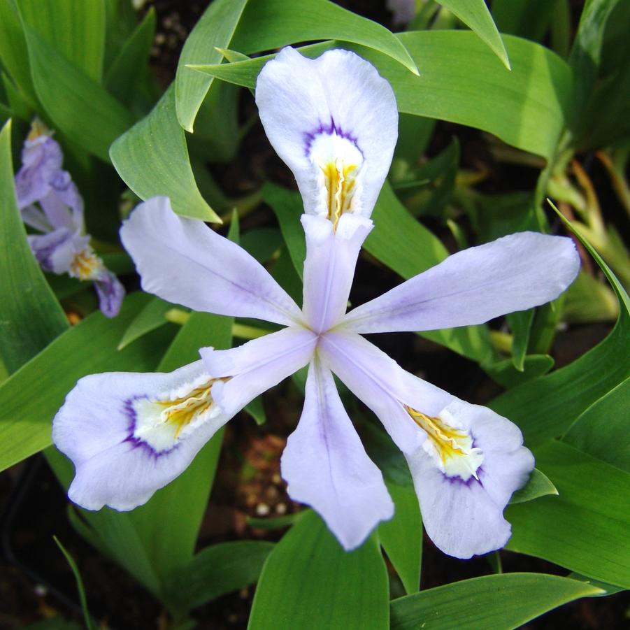 Iris Cristata 'Powder Blue Giant' – Romence Gardens & Greenhouses