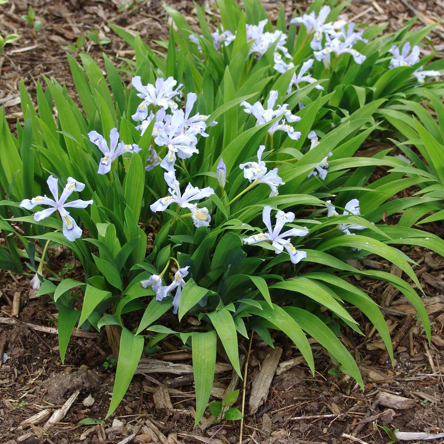 Iris Cristata 'Powder Blue Giant'