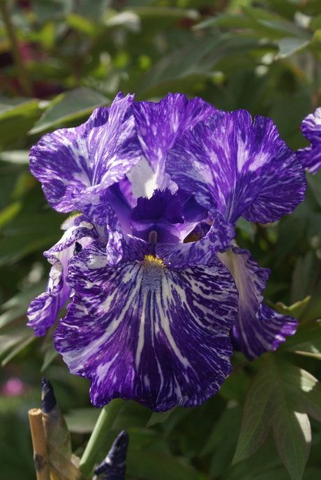 Iris germanica 'Batik'