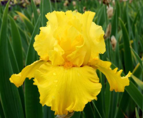 Yellow iris flower in a garden setting