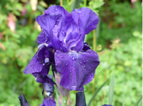 IRIS germanica 'Halston'