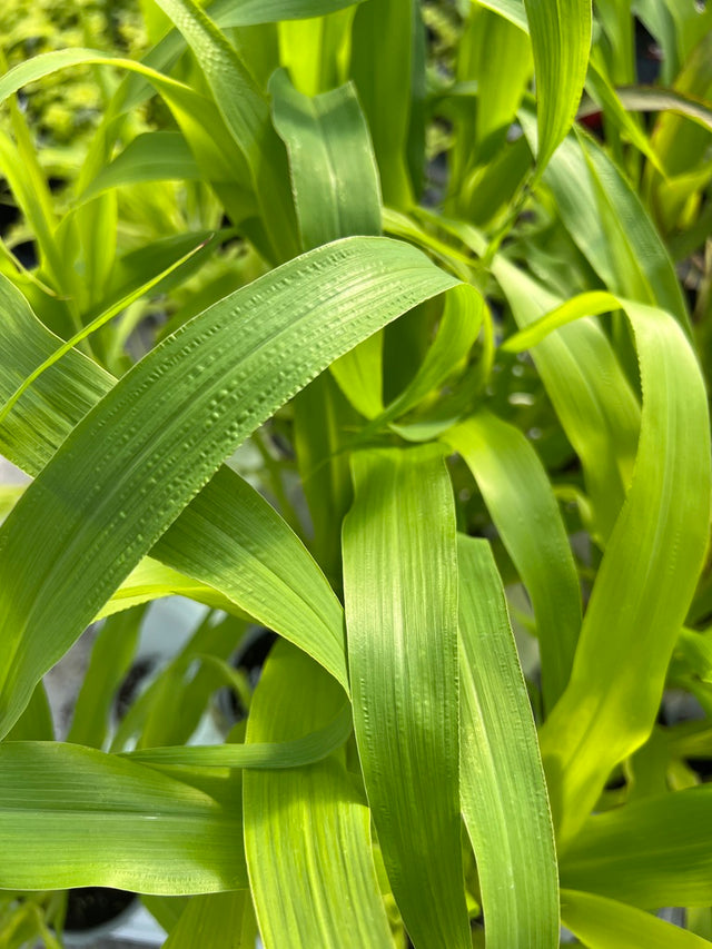 Close-up of green leaves with water droplets on a blurred background