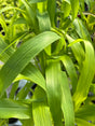 Close-up of green leaves with water droplets on a blurred background