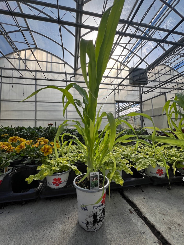 Potted plant in a greenhouse with visible branding on the pot