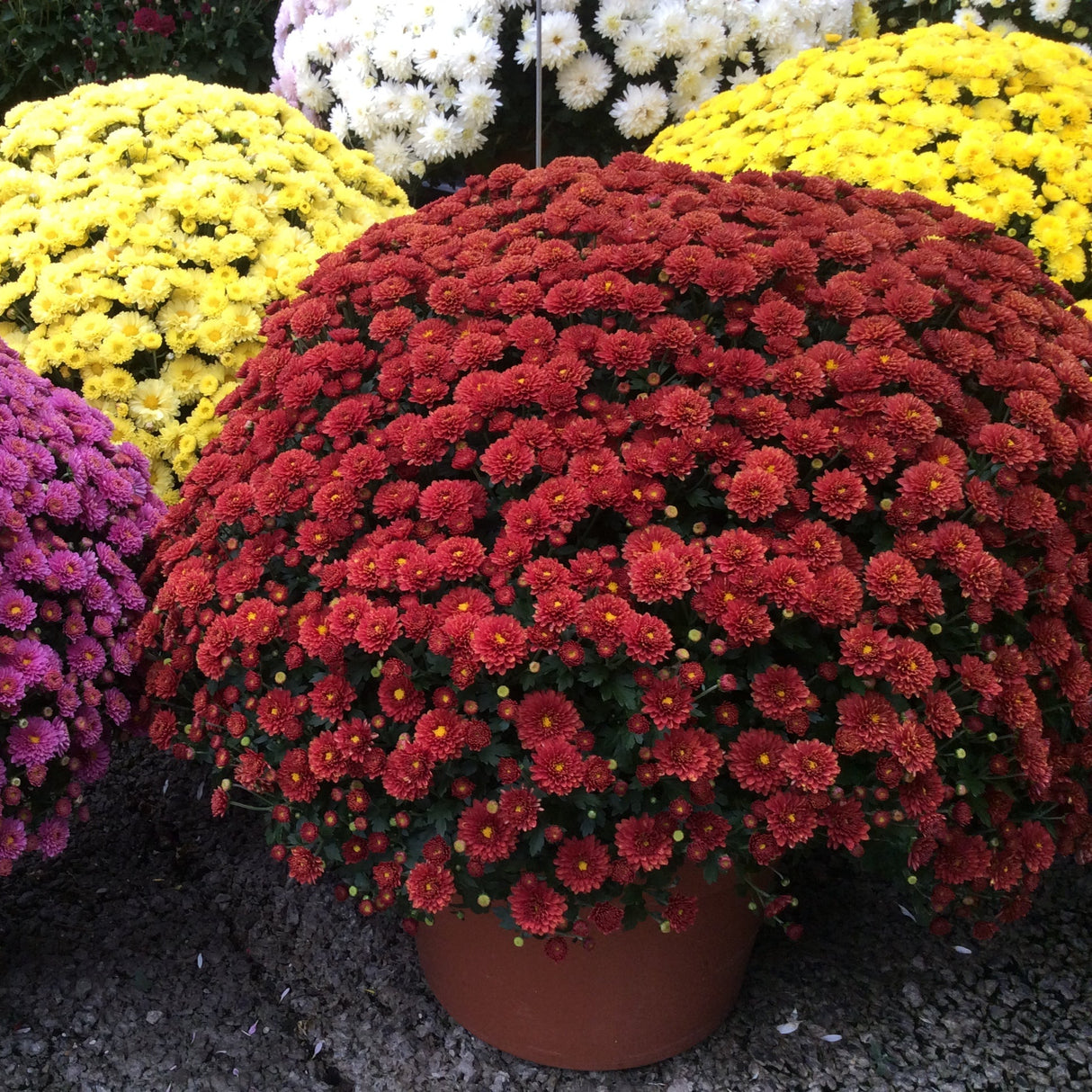 Chrysanthemum 'Jasoda Red'