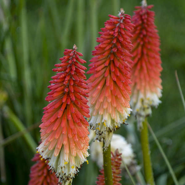 Kniphofia Pyromania™ 'High Roller'