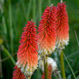 Kniphofia Pyromania™ 'High Roller'