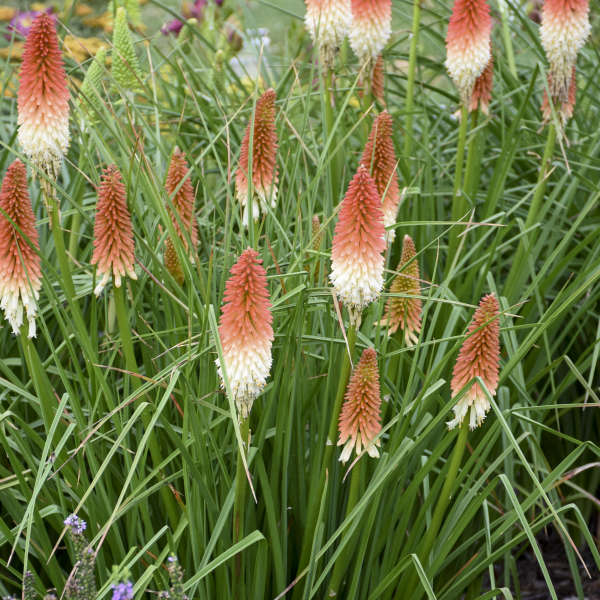 Kniphofia Pyromania™ 'High Roller'