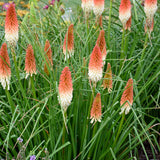 Kniphofia Pyromania™ 'High Roller'