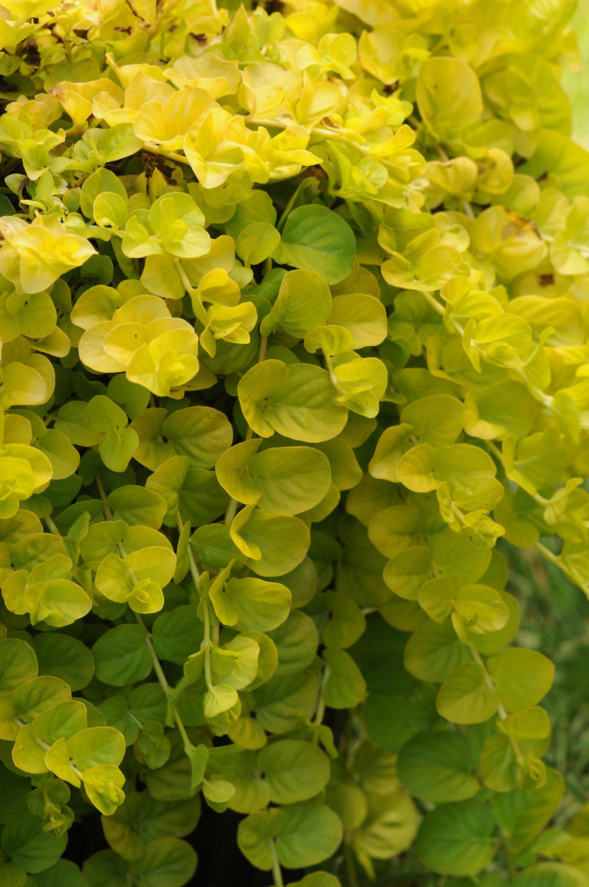 Lysimachia nummularia 'Goldilocks' close up