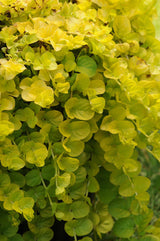 Lysimachia nummularia 'Goldilocks' - Fall Plant