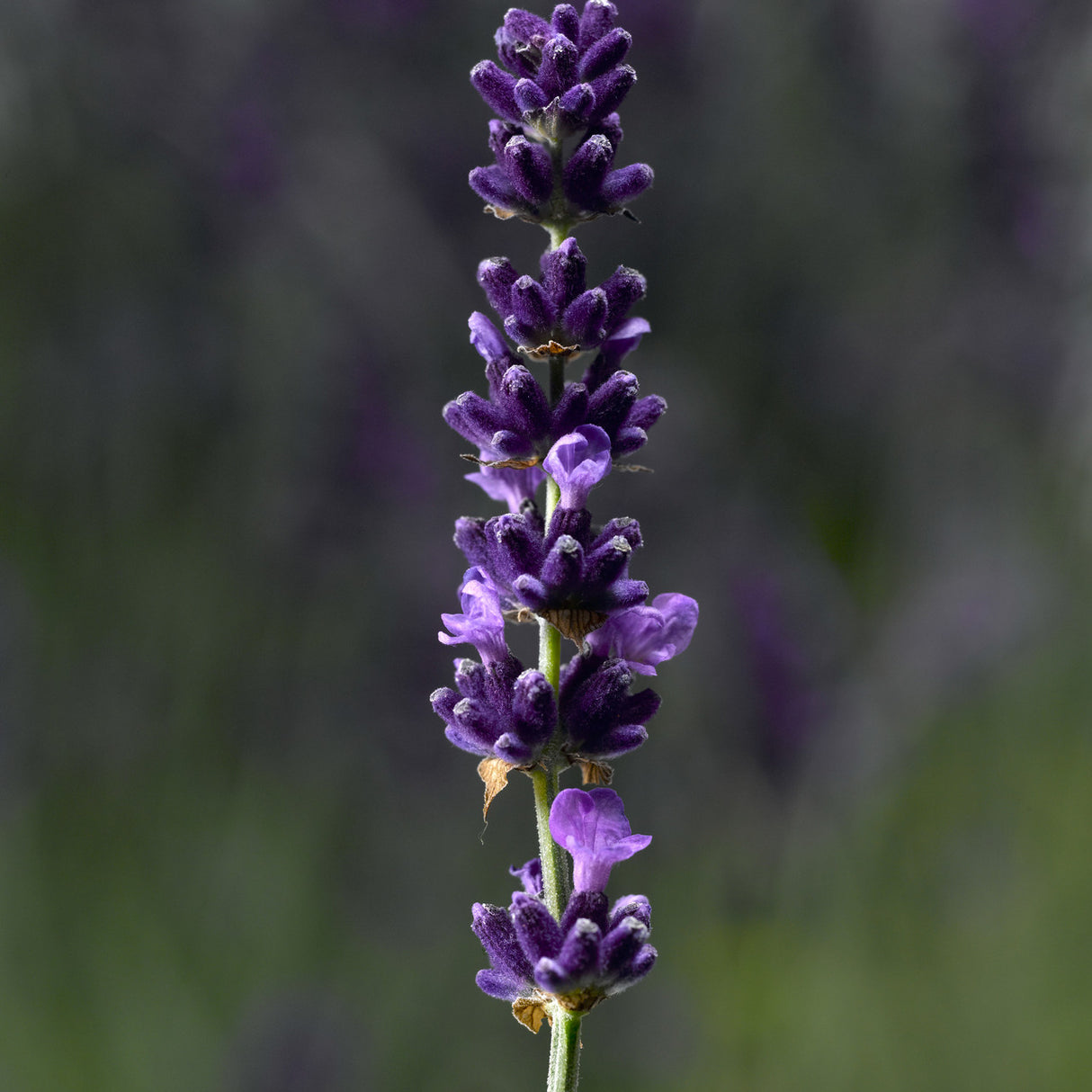 Lavender - Hidcote Blue (Herb) bloom