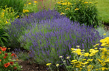 Lavender - Hidcote Blue (Herb) garden