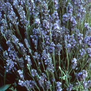 Lavender - Lady (Herb)