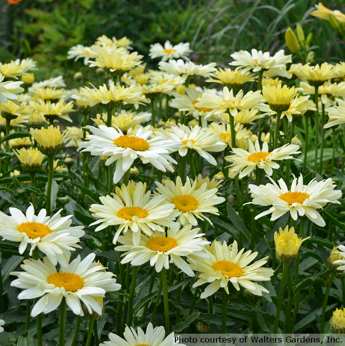 Leucanthemum x superbum 'Banana Cream'