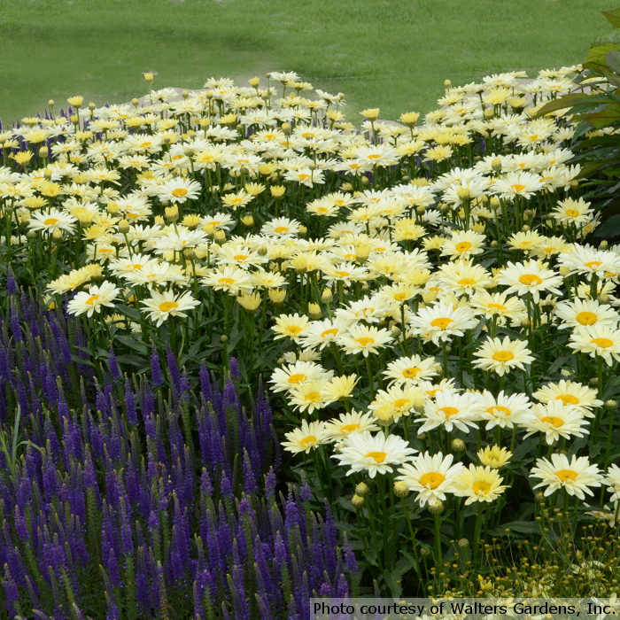 Leucanthemum x superbum 'Banana Cream'