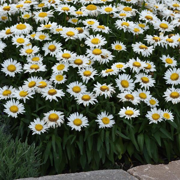 Leucanthemum x superbum 'Madonna'