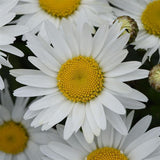 Leucanthemum x superbum 'Madonna'