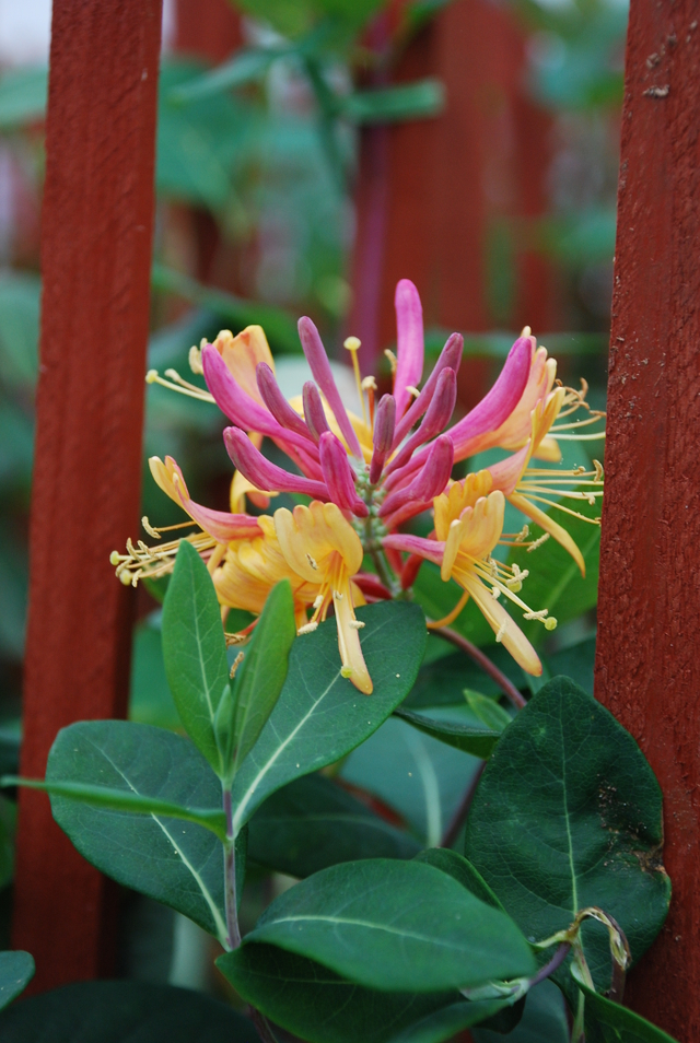 Lonicera x heckrottii 'Gold Flame'