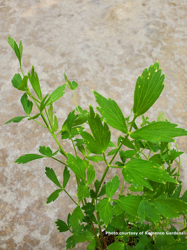 Lovage