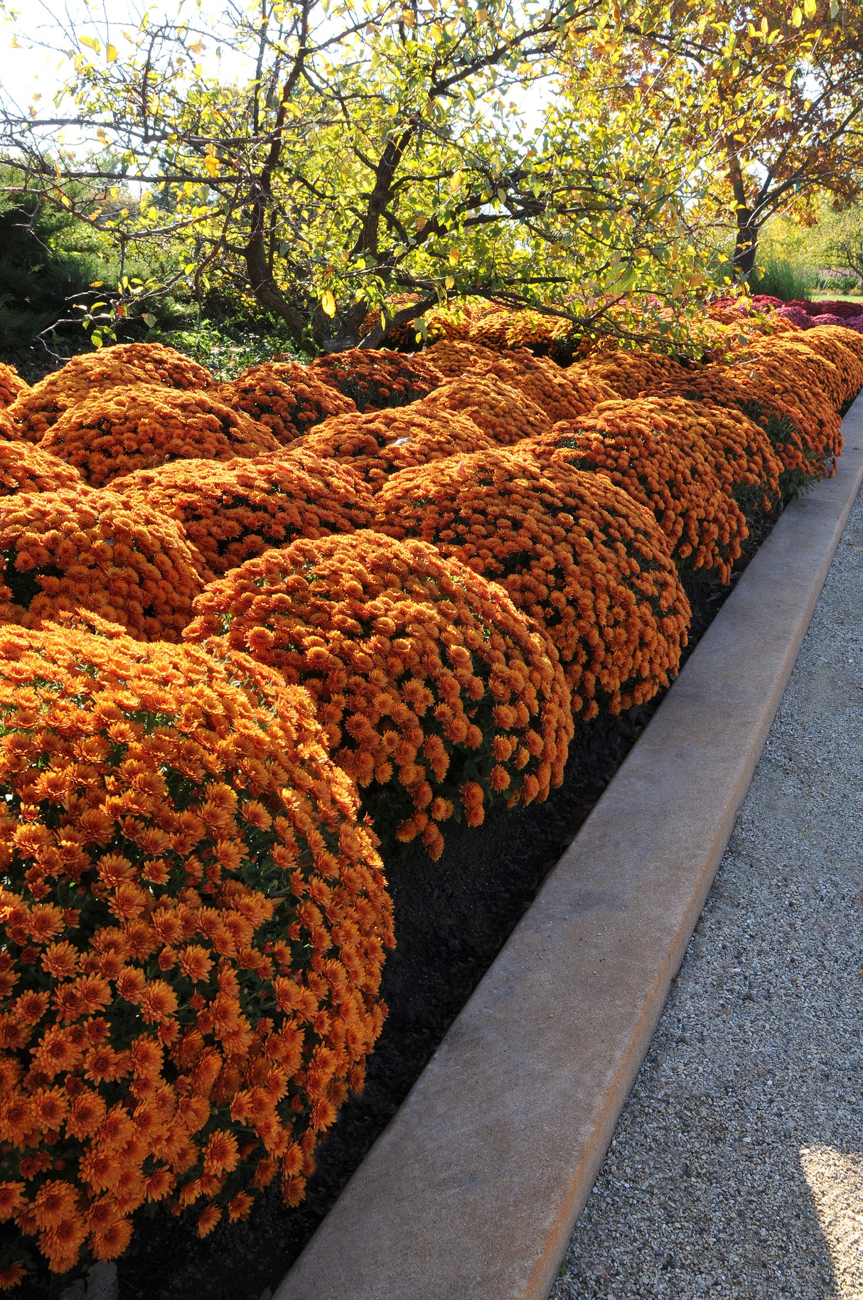 Chrysanthemum 'Sunset Orange'