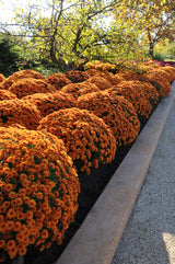 Chrysanthemum 'Sunset Orange'