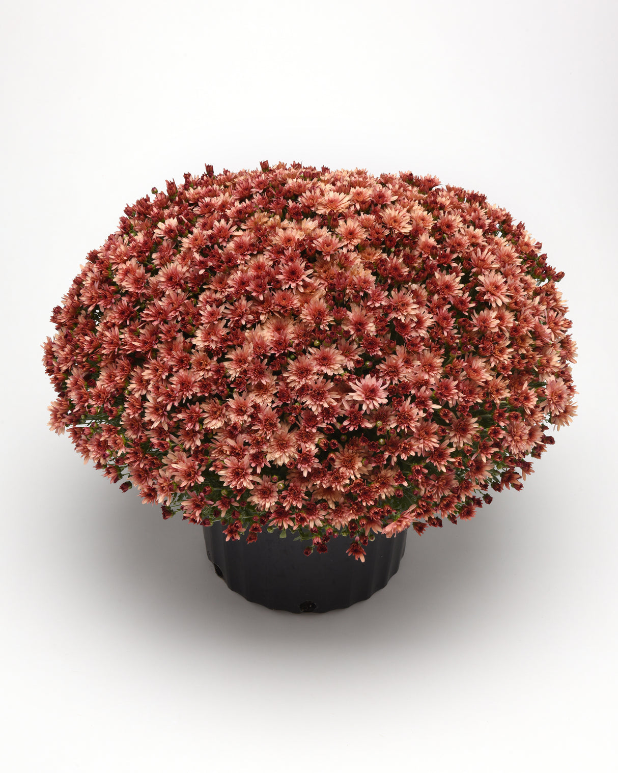 Chrysanthemum 'Carousel Blushing Salmon'
