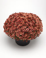 Chrysanthemum 'Carousel Blushing Salmon'