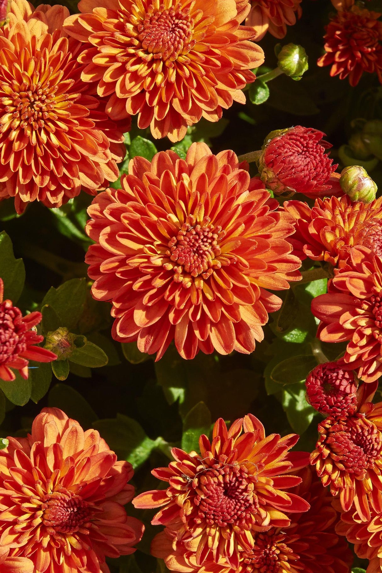 Chrysanthemum 'Harvest Igloo'