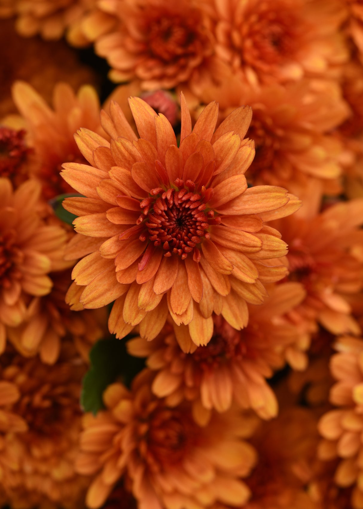 Chrysanthemum 'Sunset Orange'