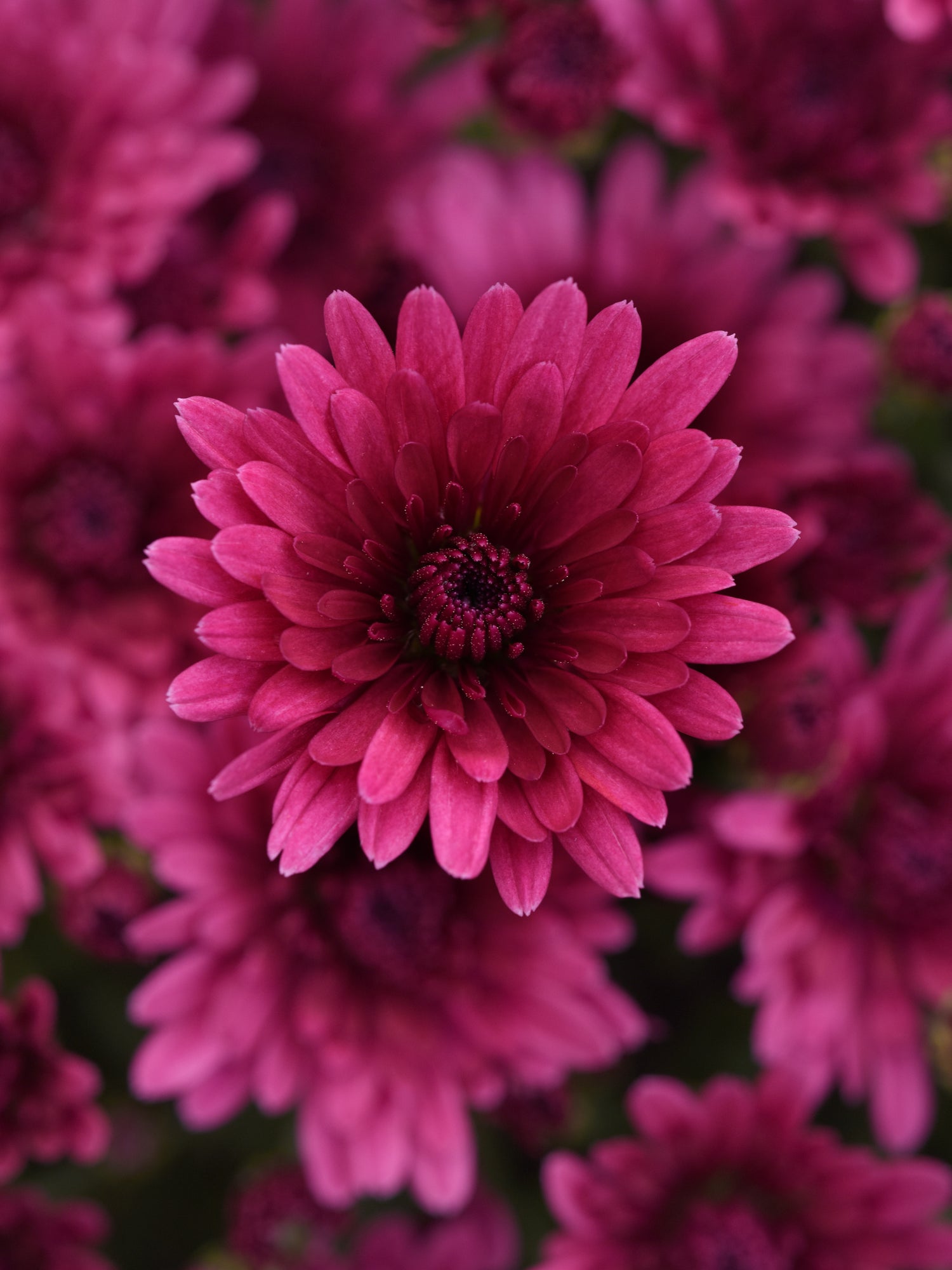 Close-up of a purple flower with a blurred background