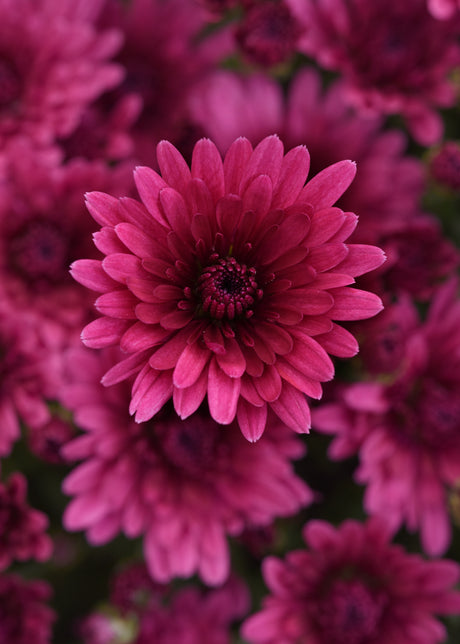 Close-up of a purple flower with a blurred background