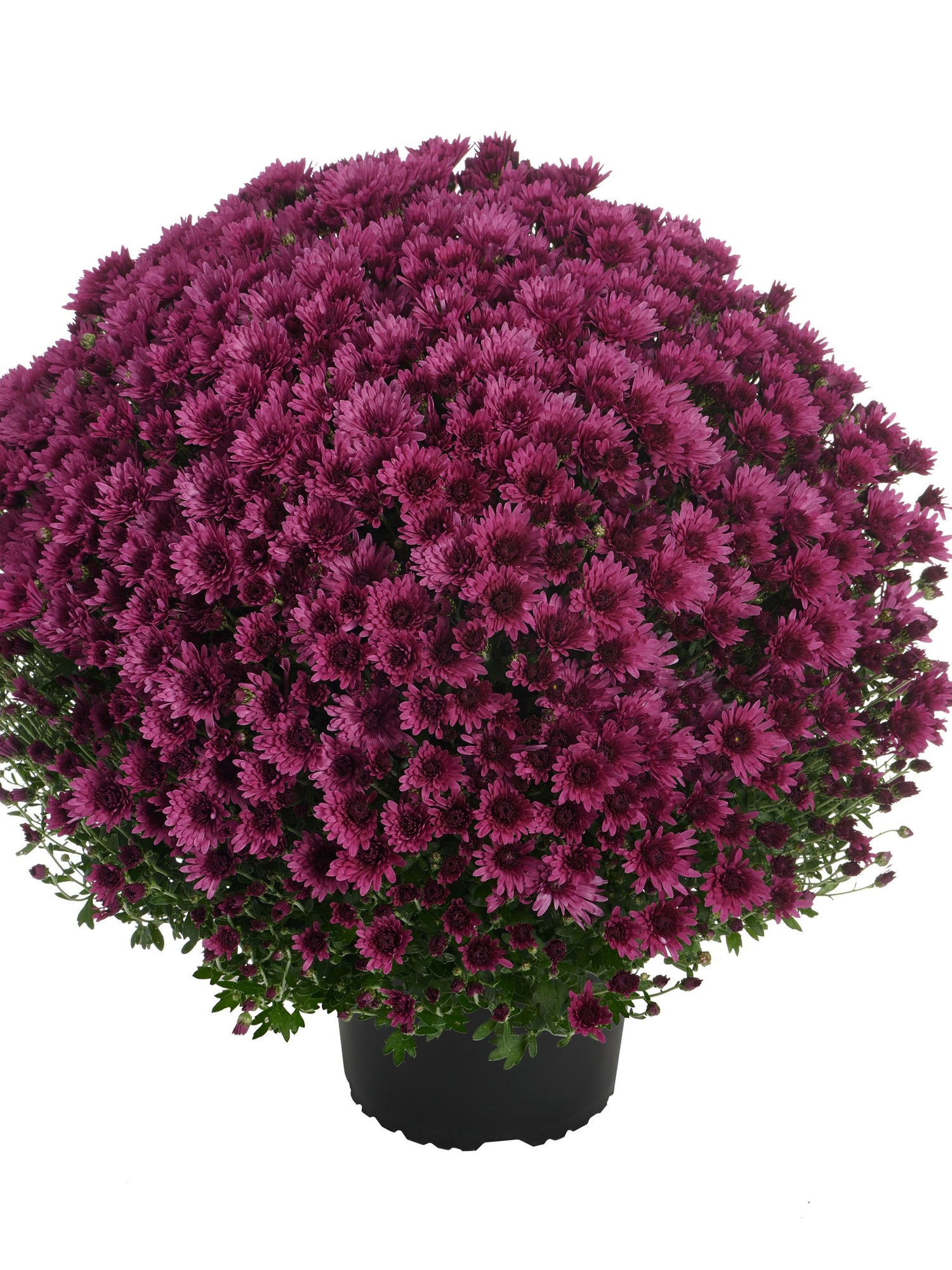 Potted plant with purple flowers on a white background