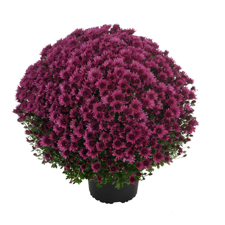 Potted plant with purple flowers on a white background