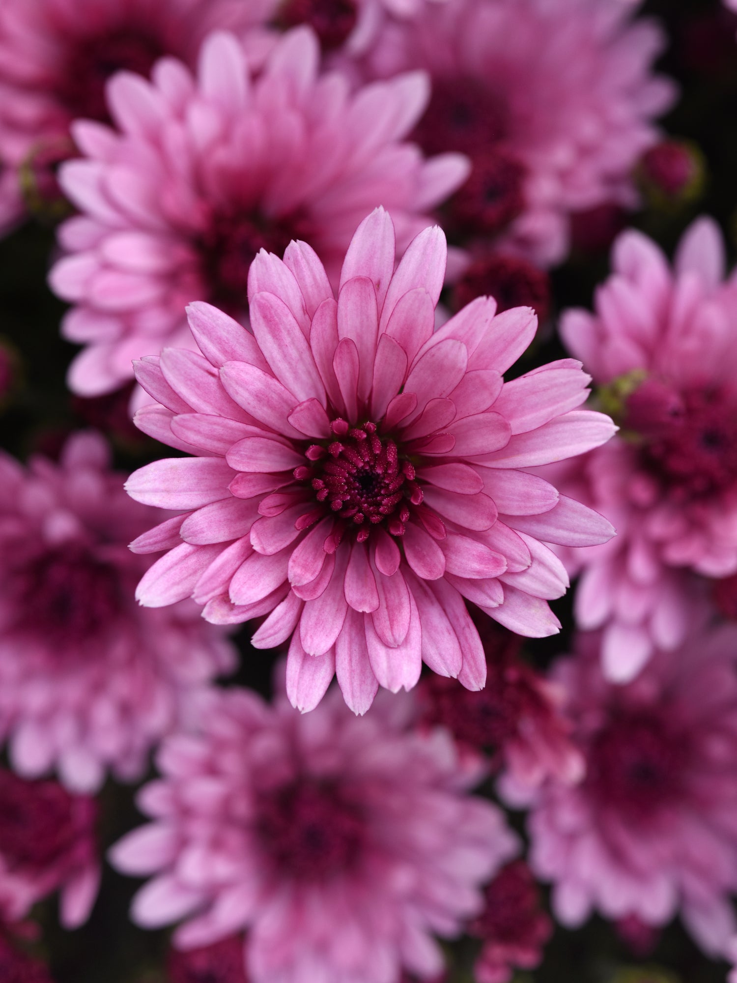 Close-up of pink flowers with a blurred background