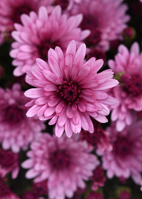 Close-up of pink flowers with a blurred background