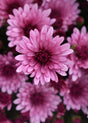 Close-up of pink flowers with a blurred background