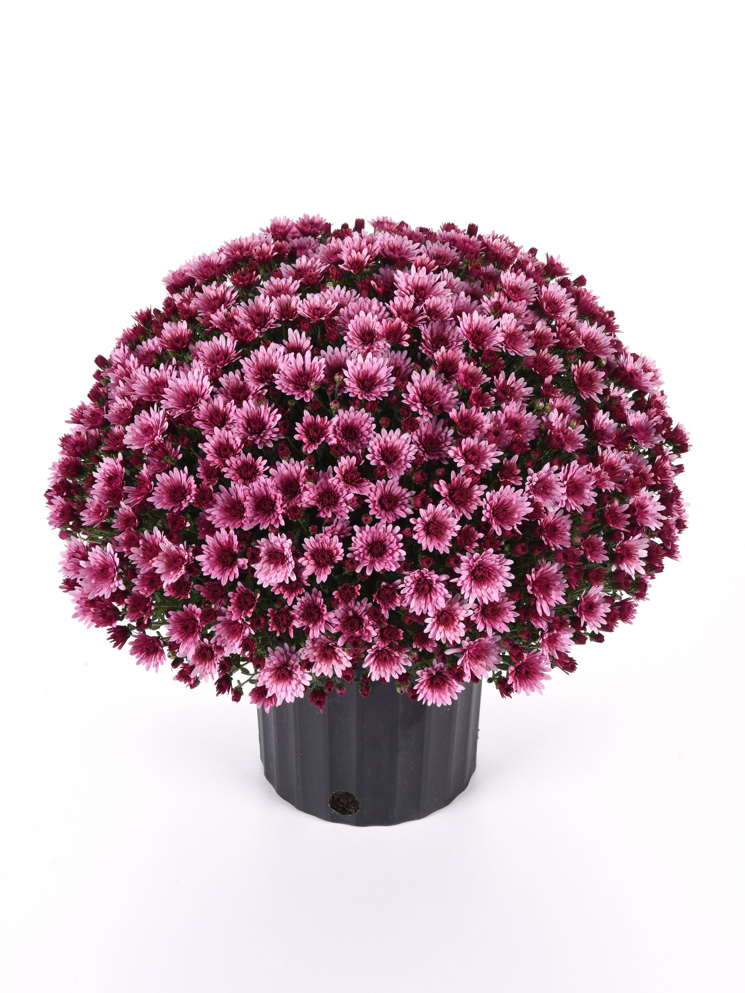 Potted plant with pink flowers on a white background