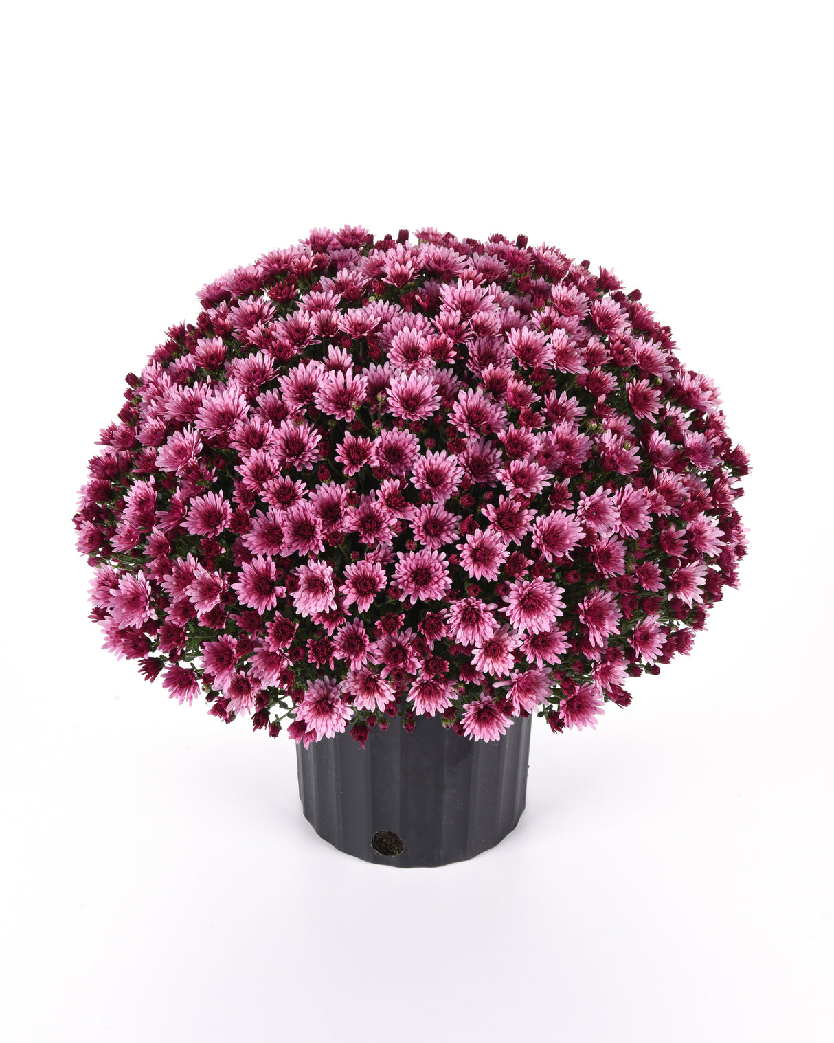 Potted plant with pink flowers on a white background