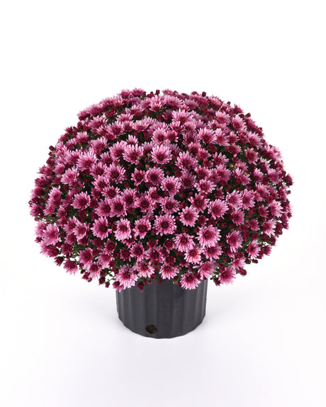 Potted plant with pink flowers on a white background