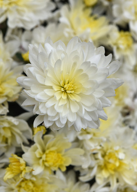 Close-up of a white flower with a blurred background of similar flowers.