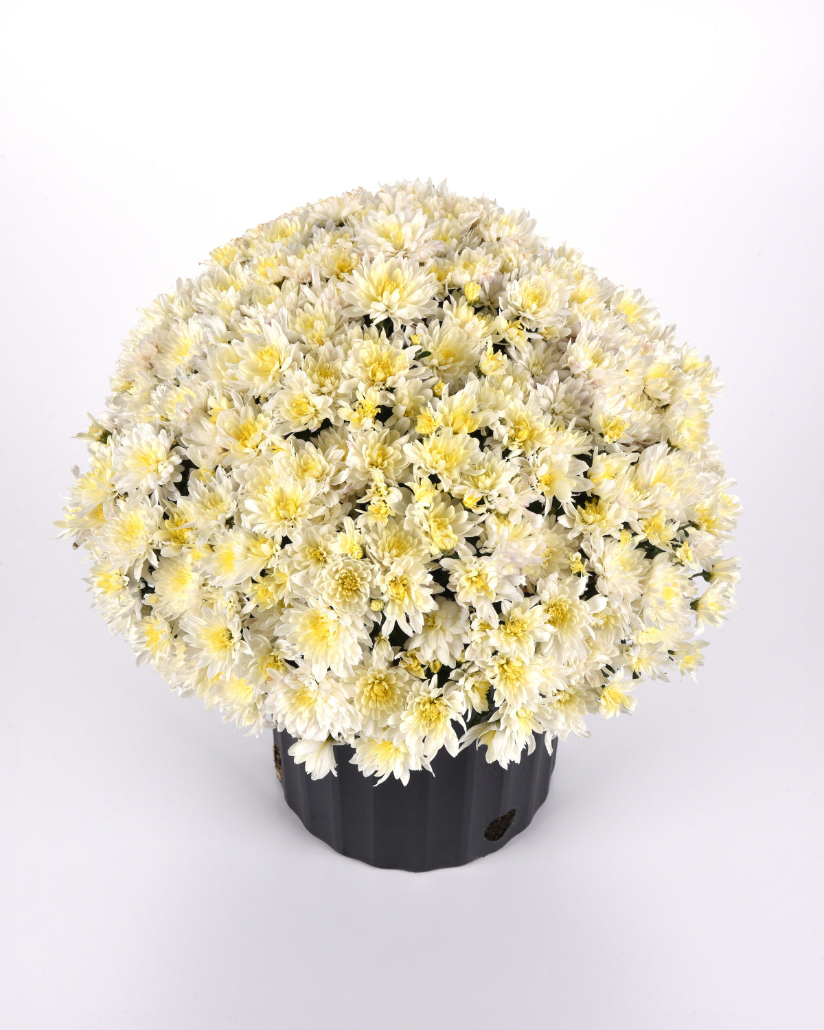 Potted plant with white and yellow flowers on a light gray background