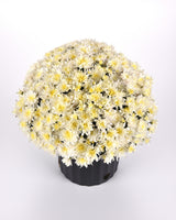 Potted plant with white and yellow flowers on a light gray background