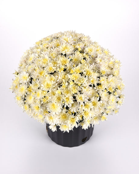 Potted plant with white and yellow flowers on a light gray background