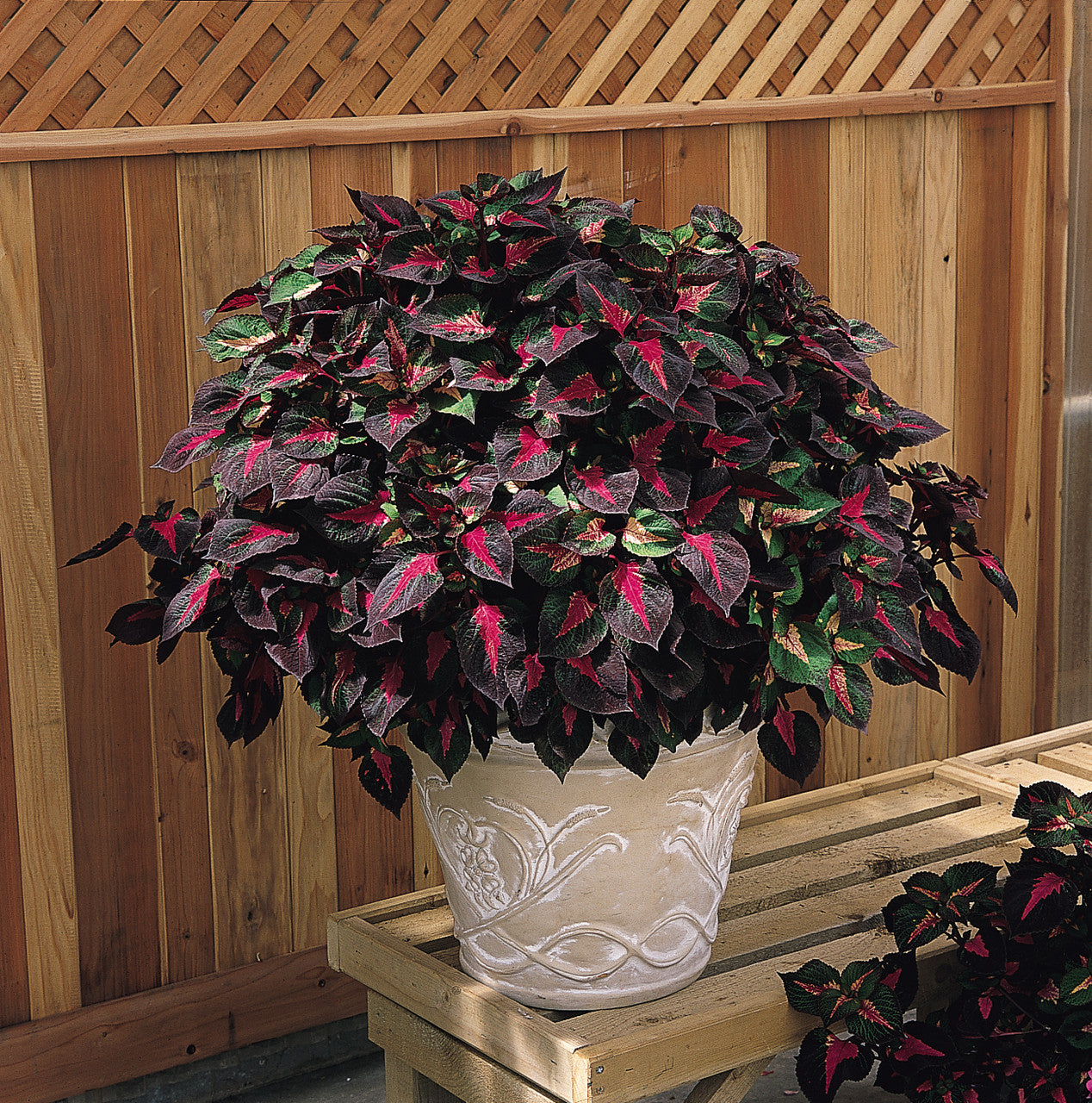 Perilla Magilla® Purple in a pot