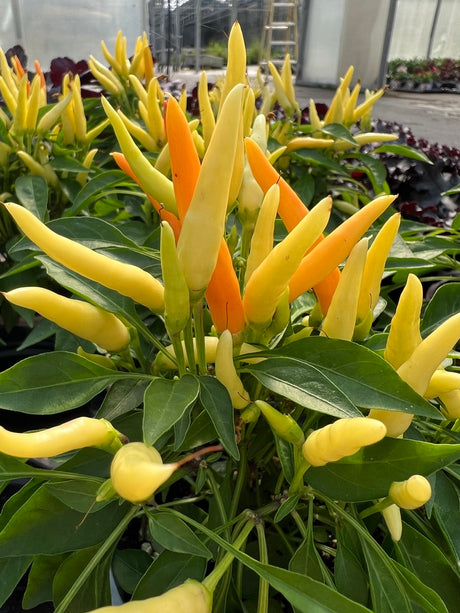 Yellow and orange chili peppers growing on a plant with green leaves.