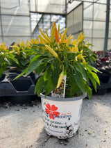 Potted plant with green leaves and small yellow flowers in a greenhouse setting