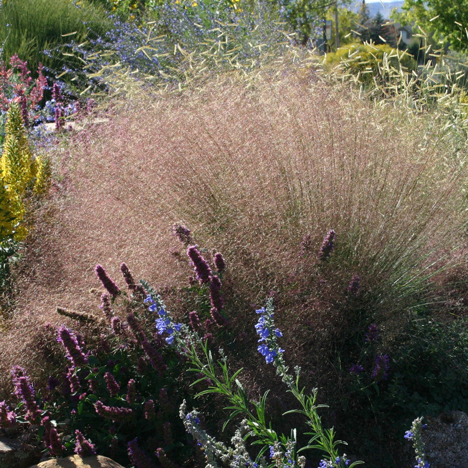Muhlenbergia Reverchonii Undaunted®