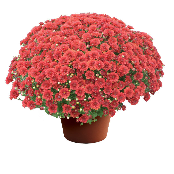 Chrysanthemum 'Aideen™ Red Fire'