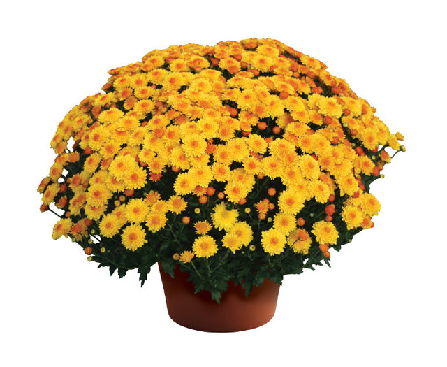 Chrysanthemum 'Cheryl™ Golden'